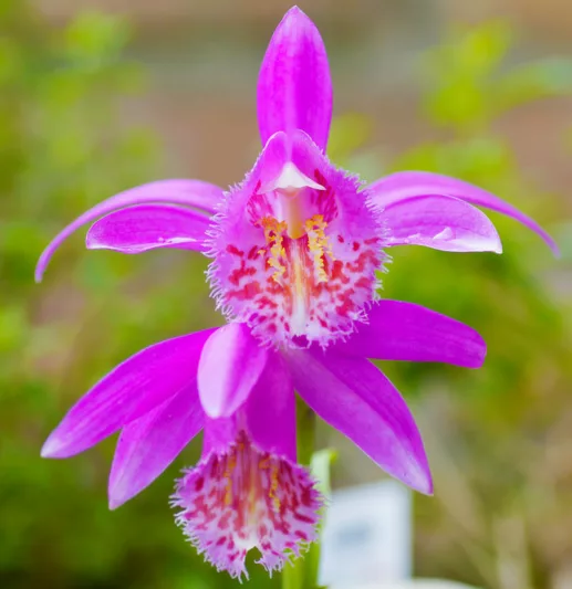 Pleione Tongariro, Hardy Orchids, Windowsill Orchid 'Tongariro', Taiwan Pleione, Windowsill Orchid, Purple flowers