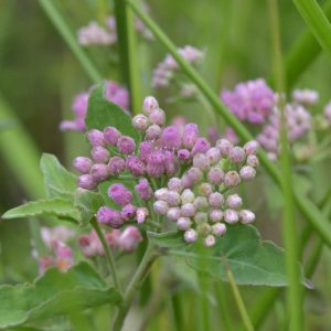 Pluchea odorata, Sweetscent, Saltmarsh Fleabane, Camphorweed, Stinkweed, Salt Marsh Fleabane, Sourbush, Cattle-Tongue, Pink Flowers, Pink Perennials