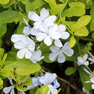 Plumbago auriculata f. alba, White Cape Leadwort, White Cape Plumbago, White Pumbago du Cap, Mediterranean plants, Mediterranean shrubs, White flowers