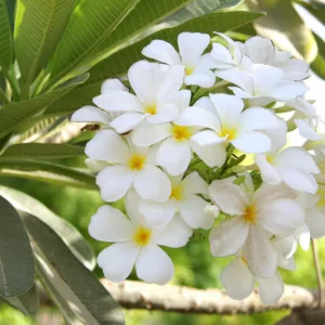Plumeria alba, White Frangipani, West Indian Jasmine, Nosegay, White flowers, Evergreen Shrubs, Fragrant Shrubs
