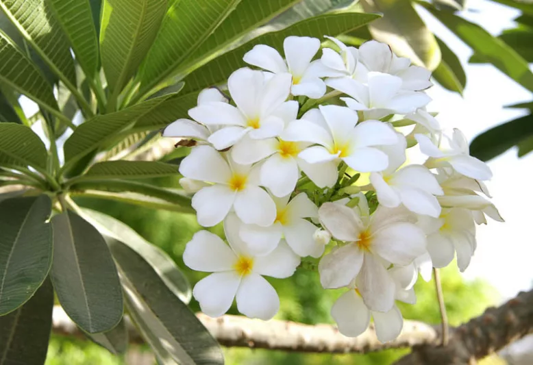 Plumeria alba, White Frangipani, West Indian Jasmine, Nosegay, White flowers, Evergreen Shrubs, Fragrant Shrubs