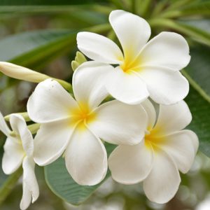 Plumeria obtusa, White Frangipani, Singapore Plumeria, Blunt-Nose Frangipani, Singapore Graveyard Flower, White flowers, Evergreen Shrubs, Fragrant Shrubs