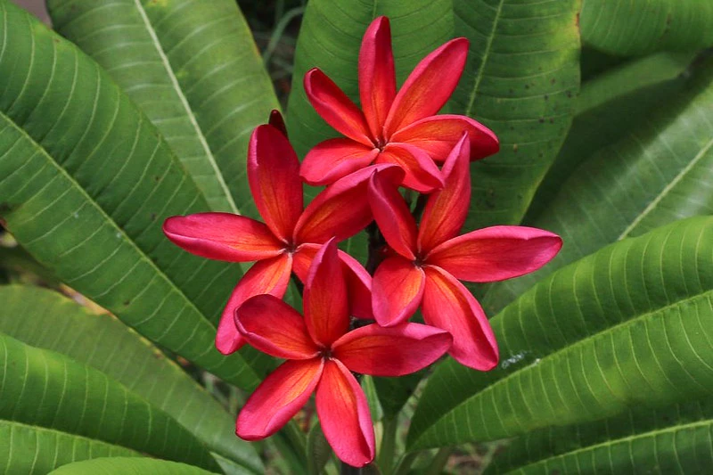 ぴーすけKauka Wilder/ Hawaiian Plumeria Frangipani Kauka Wilder - Plant Hawaii