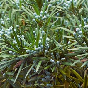 Podocarpus macrophyllus subsp. maki, Chinese Podocarpus, Shrubby Podocarpus, Chinese Yew, Japanese Yew, Yew Pine, Southern Yew, Yew Podocarpus, Yew Plum Pine, Buddhist Pine