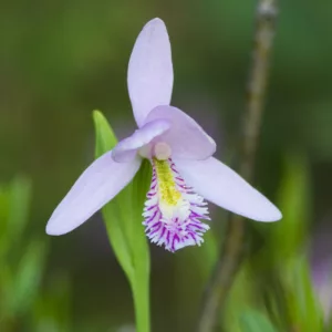 Pogonia ophioglossoides, Rose Pogonia, Snake-Mouth Orchid, Beard Flower, Bog Orchid