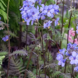 Polemonium yezoense var. hidakanum 'Purple Rain', Jacob's Ladder 'Purple Rain', Hokkaido Jacob's ladder 'Purple Rain', Blue Flowers