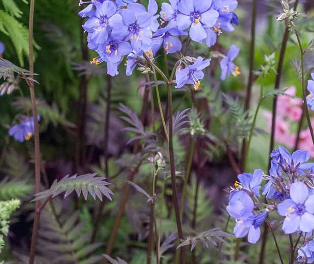 Polemonium yezoense var. hidakanum 'Purple Rain', Jacob's Ladder 'Purple Rain', Hokkaido Jacob's ladder 'Purple Rain', Blue Flowers