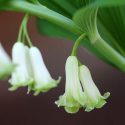 Polygonatum commutatum, Great Solomon's Seal, Giant Solomon's Seal Seal Flower, Polygonatum biflorum, Polygonatum canaliculatum, Polygonatum giganteum, shade perennials, wet soil perennials