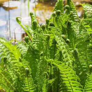 Polypodium californicum,  California Polypody, plants for shade, Evergreen Fern