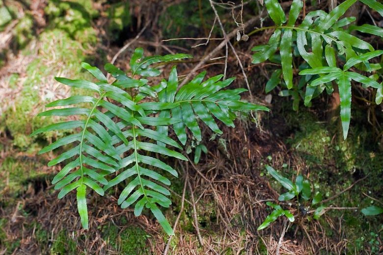 Polypodium scouleri,  Leathery Polypody, Rock Polypody, Evergreen Fern, Shade Evergreen Plants, California Native Plants