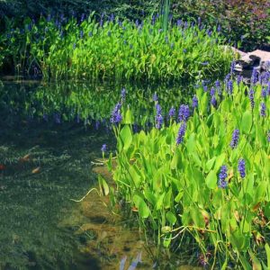 Pontederia cordata, Pickerel Weed, Heart-Leaved Pickerel Weed, Wampee, Pond plants, Aquatic Plants, Plants for wet soils