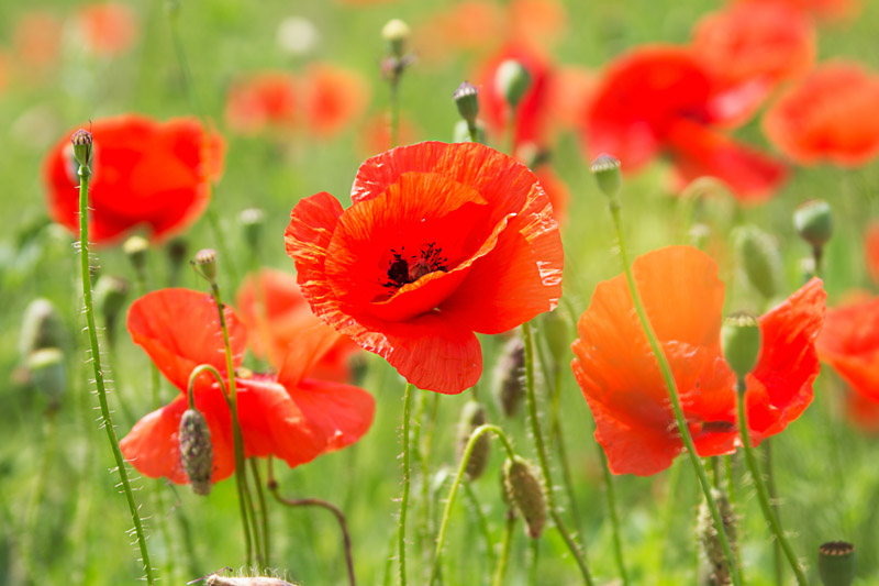 Poppy Flower: A Burst of Color and History in your Garden