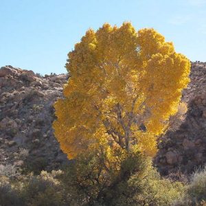 Populus fremontii, Fremont Cottonwood, Western Cottonwood, Gila Cottonwood, Alamo, Deciduous Tree, Fall Color