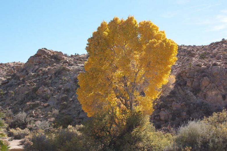 Populus fremontii, Fremont Cottonwood, Western Cottonwood, Gila Cottonwood, Alamo, Deciduous Tree, Fall Color