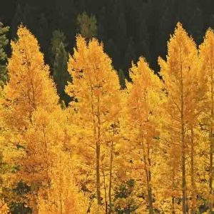 Populus tremuloides, American Aspen, Quaking Aspen, Golden Aspen, Trembling Aspen, Mountain Aspen, Aspen, Trembling Poplar, Alamo Blanco, Deciduous Tree, Fall Color