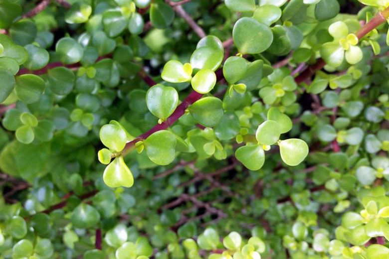 Portulacaria afra, Elephant Food, Elephant Bush, Dwarf Jade, Miniature Jade, Small Leaf Jade, green succulent
