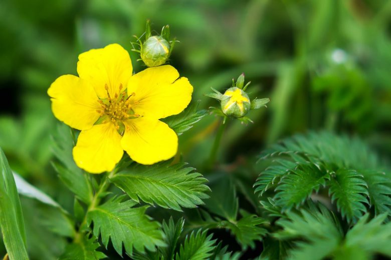 Potentilla anserina, Silverweed, Dog's Tansy, Fair Days, Fair Grass, Goose Grass, Goose Tansy, Marsh Corn, Silkweed, Silver Feather, Wild Tansy, Yellow Potentilla, Yellow Flowers