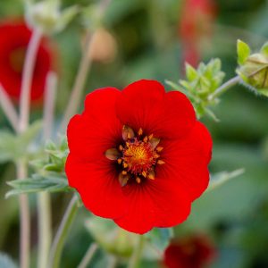 Potentilla atrosanguinea, Dark Crimson Cinquefoil, Himalayan Cinquefoil, Ruby Cinquefoil, Cinquefoil, Red Cinquefoil, Red Potentilla, Red Flowers