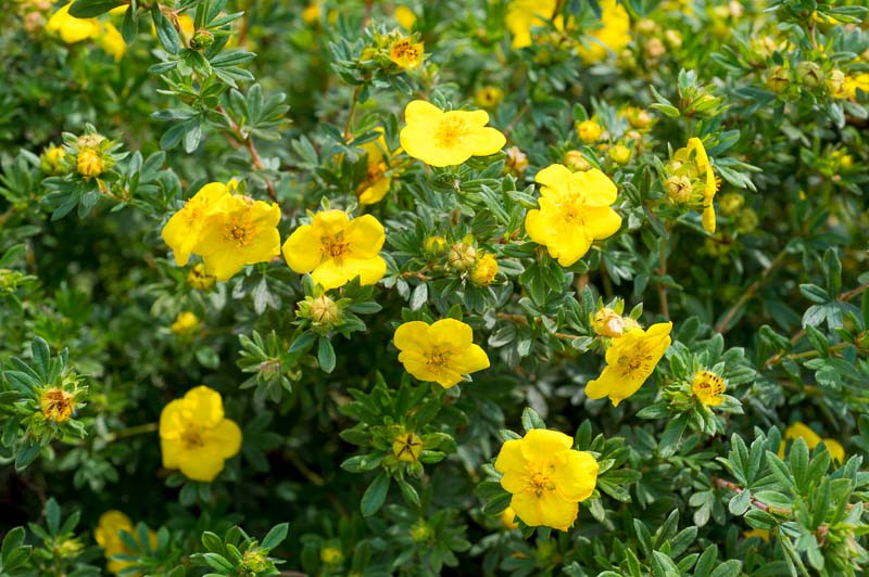 Potentilla fruticosa (Shrubby Cinquefoil)