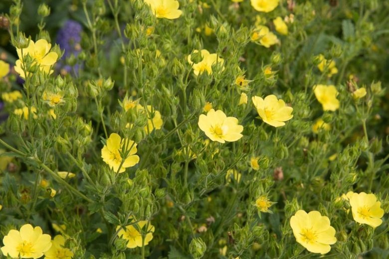 Potentilla recta 'Warrenii', Sulphur Cinquefoil 'Warrenii', Yellow Potentilla, Yellow Flowers