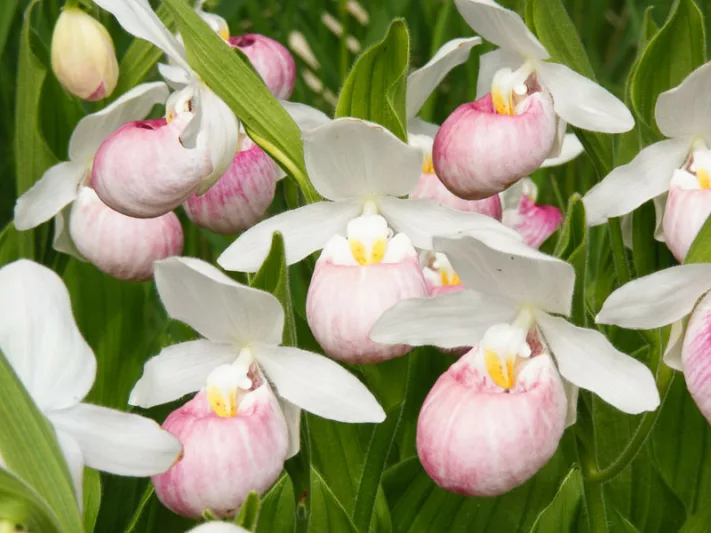 Hardy Orchids, Lady Slipper Orchids, Bletilla, Cypripedium, Calanthes, Calopogon, Dactylorhiza, Epipactis, Habenaria, Orchis, Platantherea, Pleione, Pogonia, Spiranthes