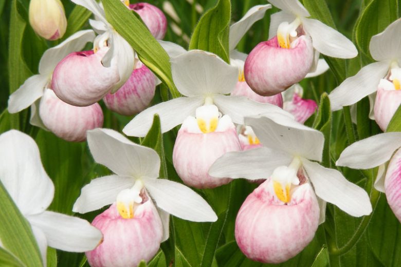 Hardy Orchids, Lady Slipper Orchids, Bletilla, Cypripedium, Calanthes, Calopogon, Dactylorhiza, Epipactis, Habenaria, Orchis, Platantherea, Pleione, Pogonia, Spiranthes