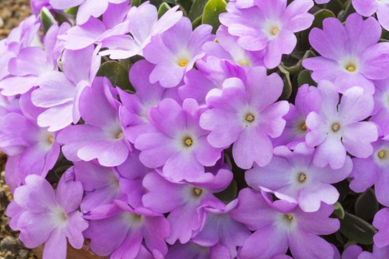 Primula allionii, Allioni's, Blue Primroses, Pink flowers, Lavender Flowers, Purple Flowers, Shade plants, shade perennial, plants for shade, plants for wet soils