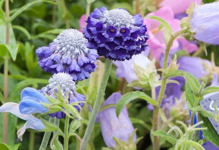Primula capitata, Round-Headed Himalayan Primrose, Blue Primroses, Blue flowers, Shade plants, shade perennial, plants for shade, plants for wet soils