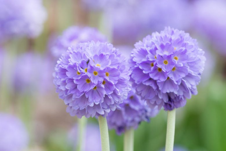 Primula Denticulata, Drumstick Primula, Tooth-Leaved Primrose, Shade plants, shade perennial, plants for shade, plants for wet soils