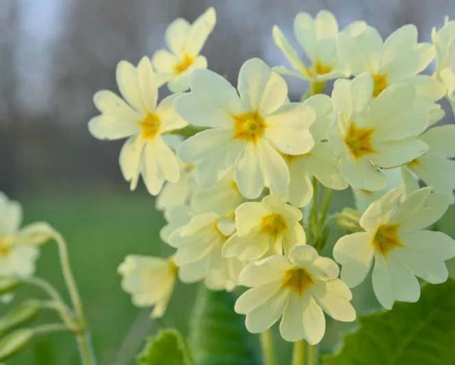 Primula elatior, Oxlip, Great cowslip, True Oxlip, Bardfield Oxlip, Shade plants, shade perennial, yellow flowers, plants for shade, deer resistant plants, deer resistant perennials