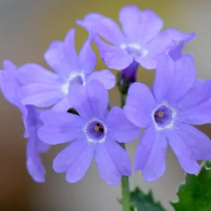 Primula marginata, Silver-Edged Primrose, Blue Primroses, Pink flowers, Lavender Flowers, Purple Flowers, Shade plants, shade perennial, plants for shade, plants for wet soils