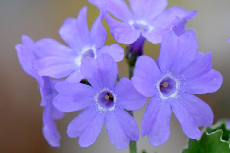 Primula marginata, Silver-Edged Primrose, Blue Primroses, Pink flowers, Lavender Flowers, Purple Flowers, Shade plants, shade perennial, plants for shade, plants for wet soils