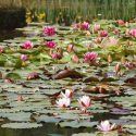 Heavy Blooming Nymphaea, Heavy Blooming Waterlily, Heavy Blooming Water Lily, Hardy Nymphaea, Medium Ponds, Large Ponds, Small Ponds