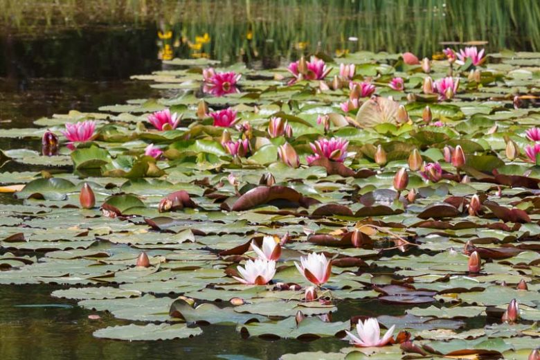 Heavy Blooming Nymphaea, Heavy Blooming Waterlily, Heavy Blooming Water Lily, Hardy Nymphaea, Medium Ponds, Large Ponds, Small Ponds