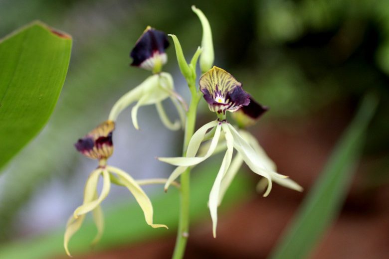 Prosthechea cochleata, Clamshell Orchid, Cockleshell Orchid, Octopus Orchid, Black Orchid, Aulizeum cochleatum, Encyclia cochleata, Fragrant Orchids, Easy Orchids, Easy to Grow Orchids