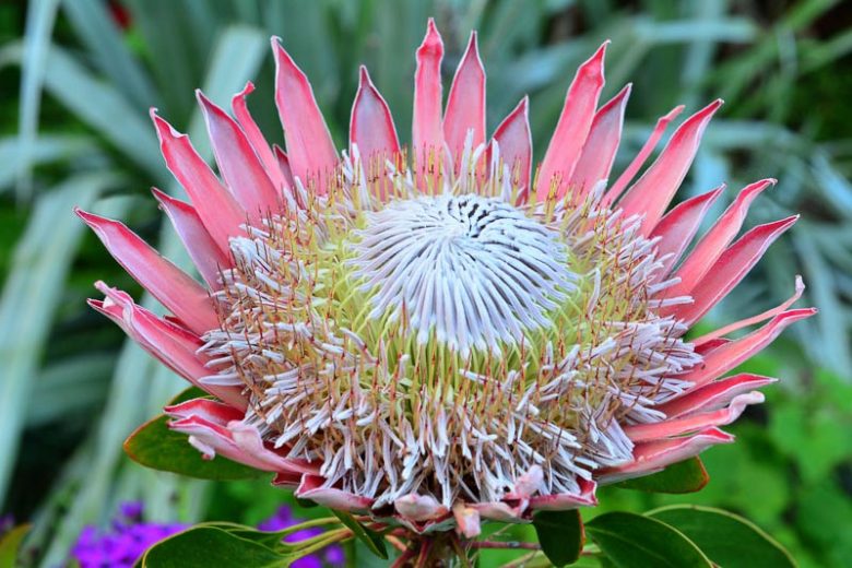 Protea cynaroides, King Protea, Cape Artichoke Flower, Giant Protea, Honeypot, King Sugar Bush, Mediterranean shrubs, Evergreen Shrubs, Drought tolerant shrubs