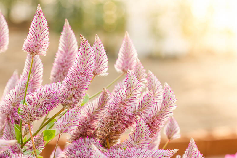 Ptilotus exaltatus 'Joey' (Mulla Mulla)