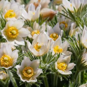 Pulsatilla alpina, Alpine Pasque Flower, Alpine Pasqueflower, Alpine Anemone, White Flowers, Drought tolerant perennials,
