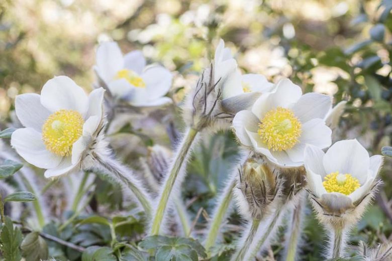 Pulsatilla vernalis, Lady of the Snows, Shaggy Windflower, Anemone vernalis, White Flowers, Drought tolerant perennials,
