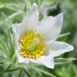 Pulsatilla vulgaris 'Alba', White Pasque Flower, White Pasqueflower, White Meadow Anemone, White Prairie Smoke, White Flowers