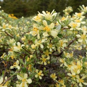 Purshia tridentata, Antelope Bitterbrush, Bitterbrush, Antelope Brush, Yellow Flowers