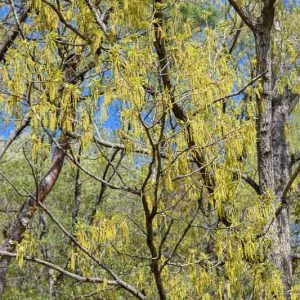 Quercus acutissima, Sawtooth Oak, Japanese Silkmorm Oak, Sawthorn Oak, Tree with fall color, Fall color, Attractive bark Tree