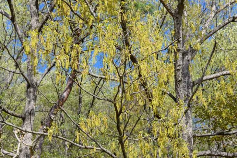 Quercus acutissima, Sawtooth Oak, Japanese Silkmorm Oak, Sawthorn Oak, Tree with fall color, Fall color, Attractive bark Tree