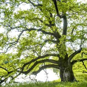 Quercus alba, White Oak, American White Oak, Quebec Oak, Tree with fall color, Fall color, Attractive bark Tree