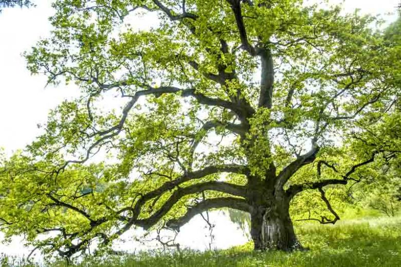 Quercus alba, White Oak, American White Oak, Quebec Oak, Tree with fall color, Fall color, Attractive bark Tree