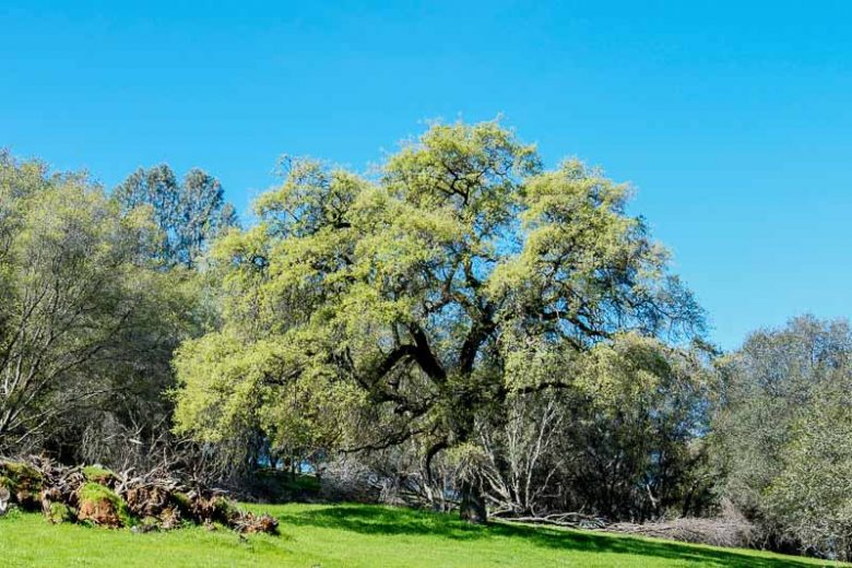 Quercus douglasii, Blue Oak, Iron Oak, Mountain Oak, Tree with fall color, Fall color, Attractive bark Tree, California Native Tree