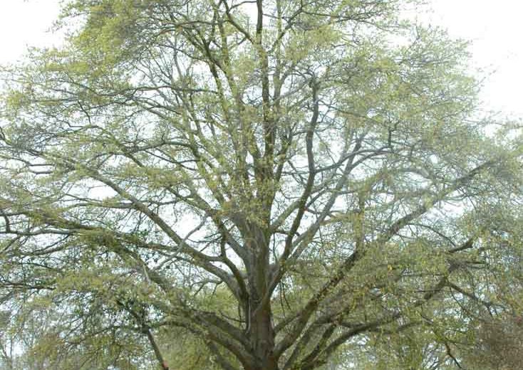 Quercus hemisphaerica, Coast Laurel Oak, Darlington Oak, Laurel Oak, Sand Laurel Oak, Upland Laurel Oak, Tree with fall color, Fall color, Attractive bark Tree