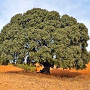 Quercus ilex, Holm Oak, Holly Oak, Holly-Leaved Oak, Evergreen Oak