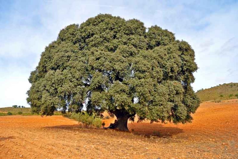 Quercus ilex, Holm Oak, Holly Oak, Holly-Leaved Oak, Evergreen Oak