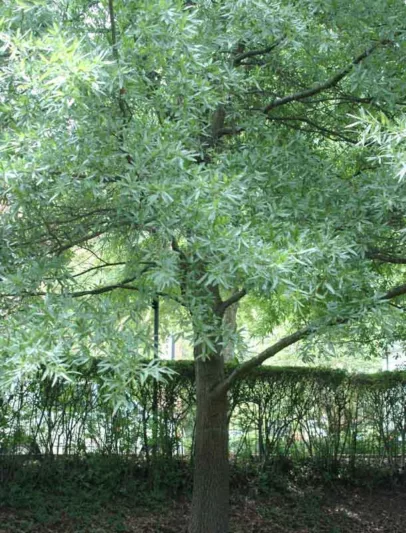 Quercus laurifolia, Laurel Oak, Swamp Laurel Oak, Darlington Oak, Diamond-leaf Oak, Laurel-leaf Oak, Water Oak, Obtusa Oak, Quercus obtusa, Evergreen Oak,